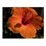 Tropical Flower Post Card