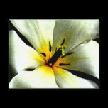 Tropical Flower postcard postcards