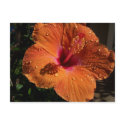 Tropical Flower postcards