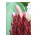 Tropical Flower posters