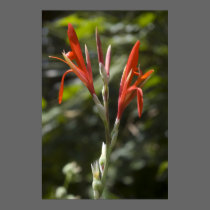 Tropical flower posters