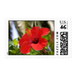 tropical  flowers(Hibiscus) postage