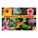 Tropical Flowers posters