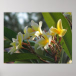 Tropical Flowers Posters
