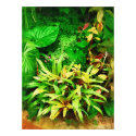 Tropical Foliage - Afternoon in the Greenhouse posters
