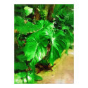 tropical foliage, fairchild tropical gardens, miam posters by palmimages tropical foliage, fairchild tropical gardens, miam posters
