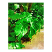 tropical foliage, fairchild tropical gardens, miam posters by palmimages tropical foliage, fairchild tropical gardens, miam posters
