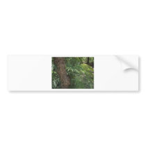 Tropical Forest Bumper Sticker
