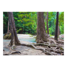 Tropical Forest Invite