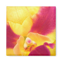 Tropical Fruit Punch magnets