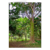 Tropical Garden
