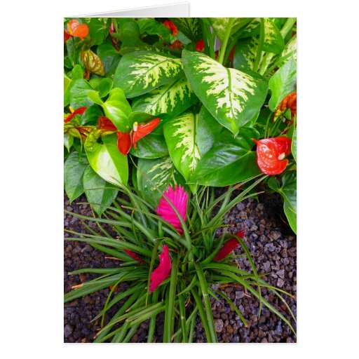 Tropical Garden Cards