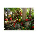Tropical Garden posters