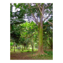 Tropical Garden Poster