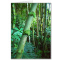Tropical Green Bamboo cards by joeyartist Tropical Green Bamboo cards