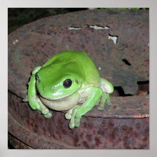 Tropical Green Tree Frog print