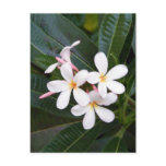 Tropical Hawaii White, Pink, Yellow, Plumeria Post Cards
