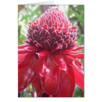 Tropical Hawaiian Flower cards by bigislandaloha Tropical Hawaiian Flower cards