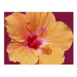 Tropical Hawaiian Postcard