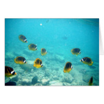 Tropical Hawaiian Underwater Fish Cards