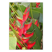Tropical Heliconia cards