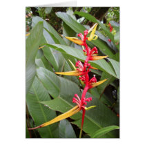 Tropical Heliconia cards