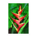 Tropical heliconia oil painting collection posters