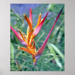 TROPICAL HELICONIA POSTERS