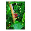 Tropical Heliconia - Walk in the garden posters