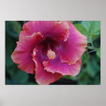 Tropical Hibiscus Poster