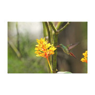 Tropical Hummingbird and Flower Gallery Wrap Canvas
