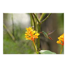 Tropical Hummingbird and Flower Photo