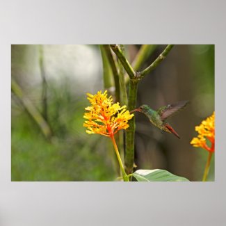 Tropical Hummingbird and Flower Posters