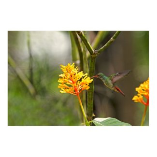 Tropical Hummingbird and Flower Posters