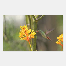 Tropical Hummingbird and Flower Rectangular Stickers
