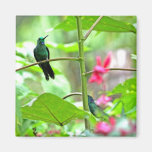 Tropical Hummingbird and Flowers Fridge Magnets