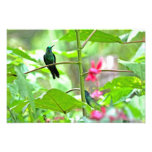 Tropical Hummingbird and Flowers Photo