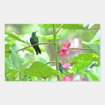 Tropical Hummingbird and Flowers Sticker