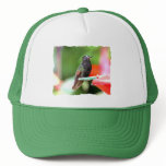 Tropical Hummingbird at Feeder Mesh Hats