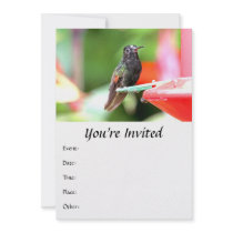 Tropical Hummingbird at Feeder Invite