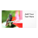 Tropical Hummingbird at Feeder Picture Card