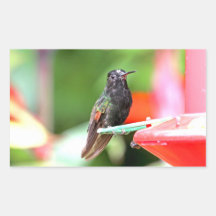 Tropical Hummingbird at Feeder Rectangle Sticker