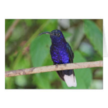 Tropical Hummingbird Card