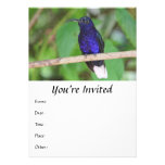 Tropical Hummingbird Personalized Announcement