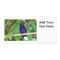 Tropical Hummingbird Photo Greeting Card