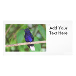 Tropical Hummingbird Photo Greeting Card