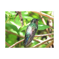 Tropical Hummingbird Picture Stretched Canvas Prints