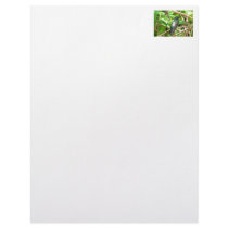Tropical Hummingbird Picture Letterhead Template
