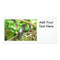 Tropical Hummingbird Picture Photo Card Template