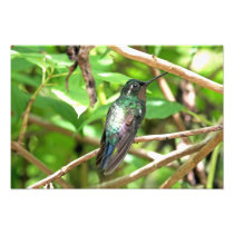 Tropical Hummingbird Picture Art Photo